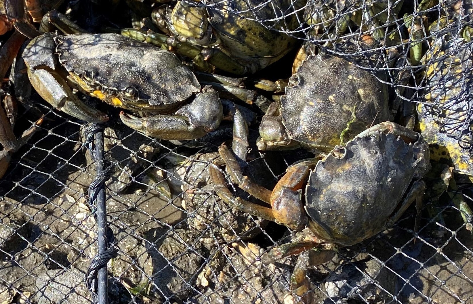 Read more about the article Invasive Green Crab Numbers Continue to Rise