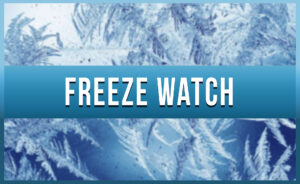 Freeze Watch