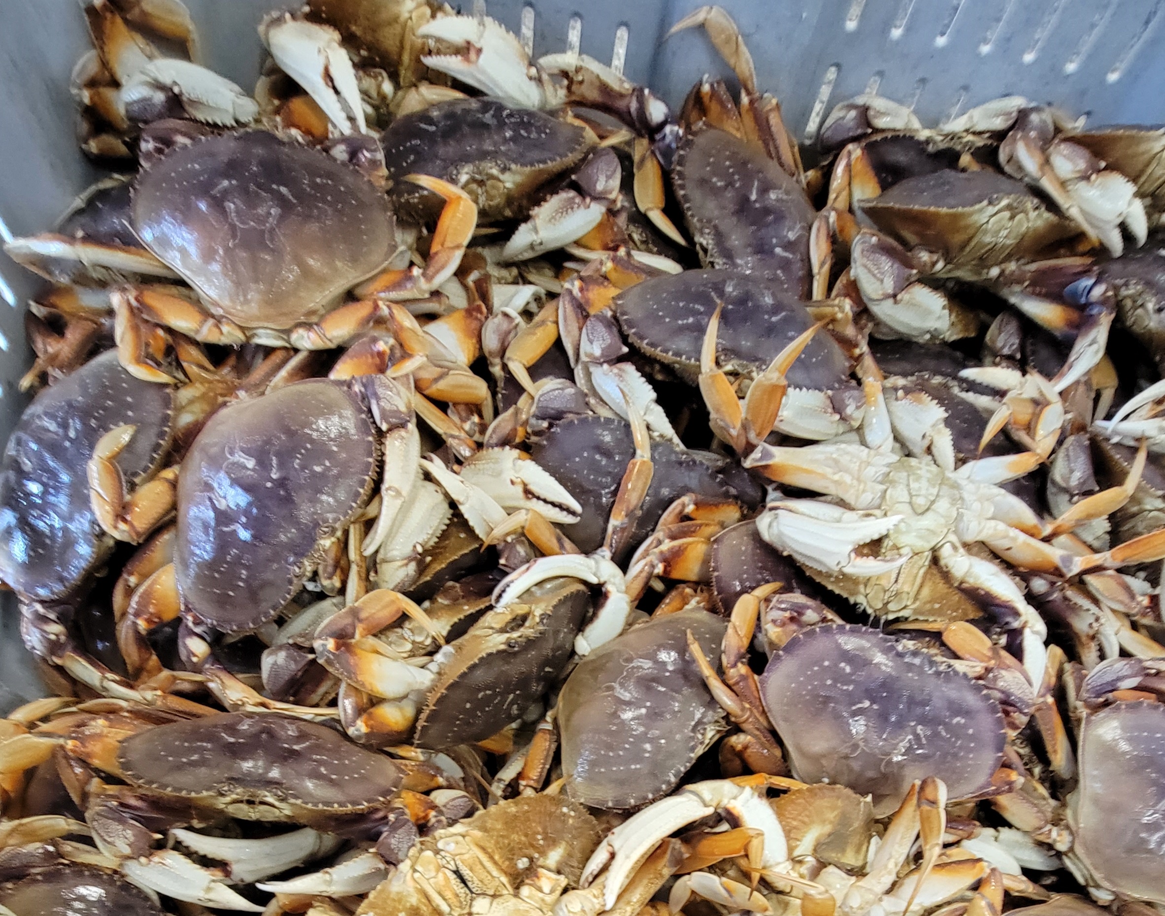 You are currently viewing ODCC Reports Exceptional Crab Harvesting Season
